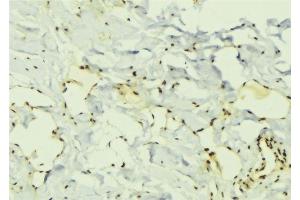 Image no. 3 for anti-ELAV (Embryonic Lethal, Abnormal Vision, Drosophila)-Like 1 (Hu Antigen R) (ELAVL1) antibody (ABIN6261510)
