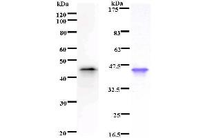 Image no. 1 for anti-Meis Homeobox 2 (MEIS2) antibody (ABIN932476)