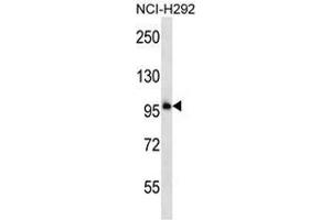 Image no. 1 for anti-Protocadherin beta 11 (PCDHB11) (AA 46-76), (N-Term) antibody (ABIN954040)
