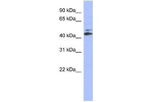 Image no. 1 for anti-Cytochrome P450, Family 20, Subfamily A, Polypeptide 1 (CYP20A1) (N-Term) antibody (ABIN2774199)