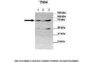 Tensin 4 antibody  (N-Term)