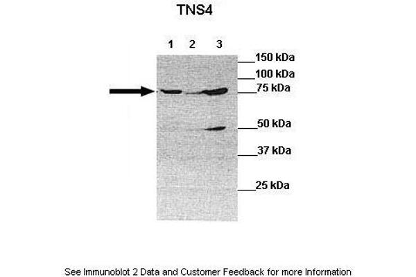 Tensin 4 antibody  (N-Term)