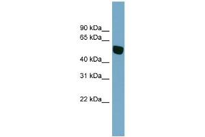Image no. 1 for anti-Solute Carrier Family 38, Member 5 (Slc38a5) (N-Term) antibody (ABIN2781703)