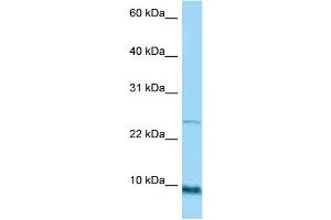 Image no. 2 for anti-Small Proline Rich Protein 1A (SPRR1A) (Middle Region) antibody (ABIN2789534)