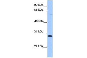 Image no. 2 for anti-Cerebellin 4 Precursor (CBLN4) (C-Term) antibody (ABIN633873)