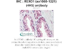 Image no. 2 for anti-REX1, RNA Exonuclease 1 Homolog (REXO1) (AA 1060-1221) antibody (ABIN1723203)