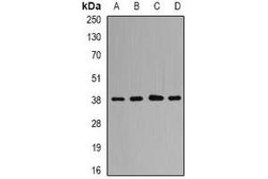 Image no. 1 for anti-Protein Quaking (QKI) antibody (ABIN2966967)