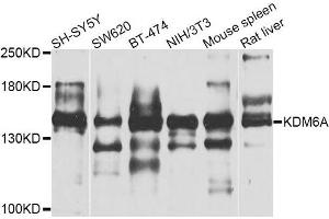 Image no. 1 for anti-Lysine (K)-Specific Demethylase 6A (KDM6A) antibody (ABIN2737049)