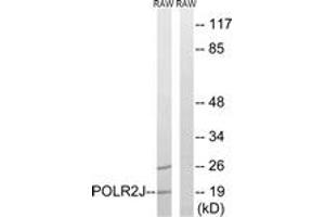 Image no. 1 for anti-Polymerase (RNA) II (DNA Directed) Polypeptide J, 13.3kDa (POLR2J) (AA 10-59) antibody (ABIN1534845)