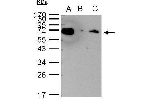 Image no. 3 for anti-Heat Shock 70kDa Protein 1A (HSPA1A) (Center) antibody (ABIN2856787)
