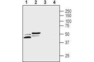 Western blot analysis of rat (lanes 1 and 3) and mouse (lanes 2 and 4) tongue lysates: - 1,2.