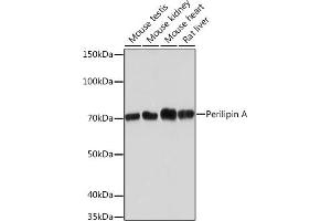 PLIN1 抗体