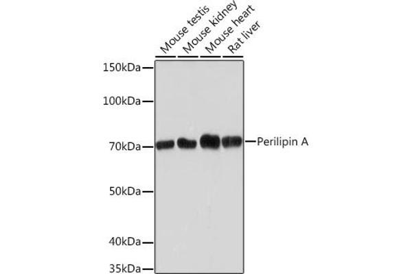 PLIN1 Antikörper