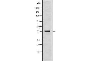 Image no. 1 for anti-Mitochondrial Ribosomal Protein L1 (MRPL1) (Internal Region) antibody (ABIN6263360)