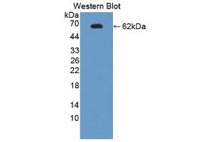 Image no. 1 for anti-Endonuclease G (ENDOG) (AA 1-294) antibody (ABIN5013488)