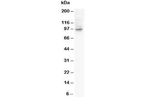 Image no. 3 for anti-Endothelial PAS Domain Protein 1 (EPAS1) (AA 202-240) antibody (ABIN3030803)