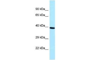 Image no. 1 for anti-PRP18 Pre-mRNA Processing Factor 18 (PRPF18) (Middle Region) antibody (ABIN2774355)