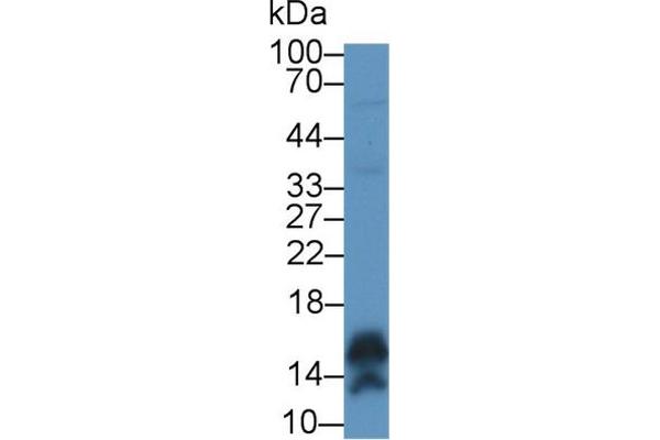 CALML5 Antikörper  (AA 1-146)