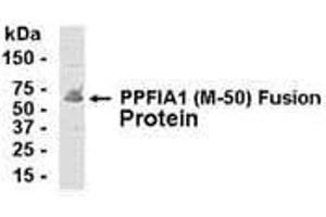 Image no. 1 for anti-Protein Tyrosine Phosphatase F Interacting Protein 1 (PPFIA1) (AA 310-360) antibody (ABIN2467996)