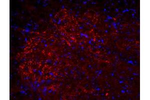 Image no. 2 for anti-Solute Carrier Family 18 (Vesicular Acetylcholine), Member 3 (SLC18A3) (AA 475-530), (C-Term) antibody (ABIN1742304)