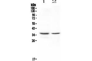 CD8 alpha antibody  (AA 28-196)