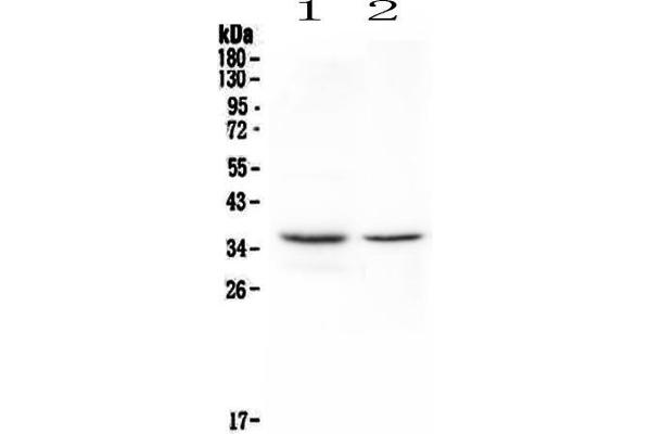 CD8 alpha antibody  (AA 28-196)