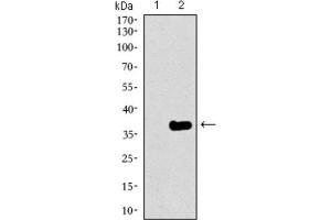 Image no. 3 for anti-GATA Binding Protein 6 (GATA6) (AA 491-557) antibody (ABIN1846324)