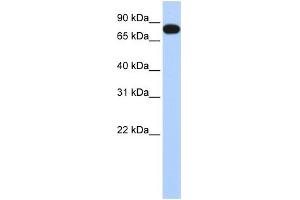 EML3 抗体  (N-Term)