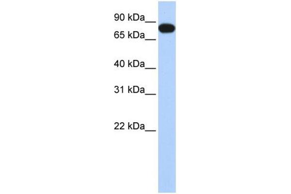 EML3 抗体  (N-Term)