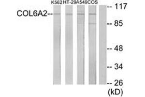 anti-Collagen, Type VI, alpha 2 (COL6A2) (AA 691-740) antibody