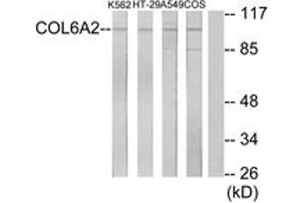 COL6A2 Antikörper  (AA 691-740)
