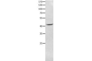 NFKBID antibody