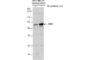Image no. 4 for anti-Nuclear Factor (erythroid-Derived 2)-Like 2 (NFE2L2) (Internal Region) antibody (ABIN2855612)