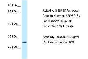 anti-Eukaryotic Translation Initiation Factor 3 Subunit K (EIF3K) (C-Term) antibody