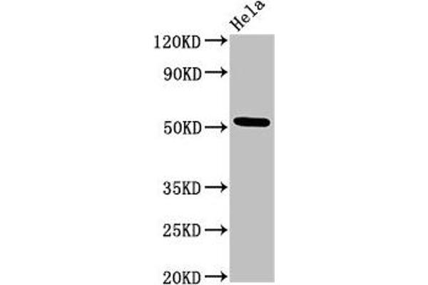 MTRF1 antibody  (AA 285-433)
