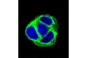 Image no. 4 for anti-Exocyst Complex Component 3-Like 1 (EXOC3L1) (AA 659-688), (C-Term) antibody (ABIN952140)