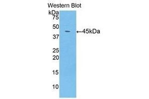 LCN8 antibody  (AA 25-176)