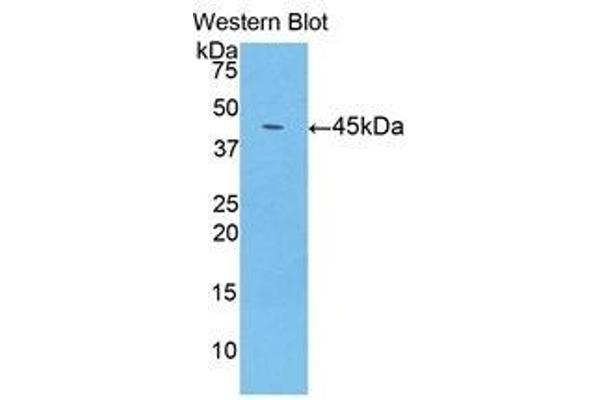 LCN8 antibody  (AA 25-176)