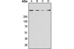 Image no. 1 for anti-Ryanodine Receptor 2 (Cardiac) (RYR2) (Center) antibody (ABIN2972847)