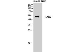 Western Blot analysis of Mouse-brain cells using TEF-4 Polyclonal Antibody.