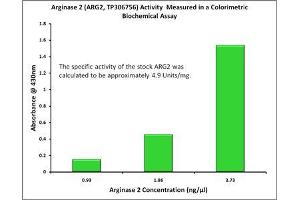 Image no. 1 for Arginase, Type II (ARG2) (Active) protein (Myc-DYKDDDDK Tag) (ABIN2714866)