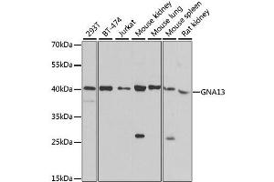 Image no. 1 for anti-Guanine Nucleotide Binding Protein (G Protein), alpha 13 (GNA13) antibody (ABIN6141194)