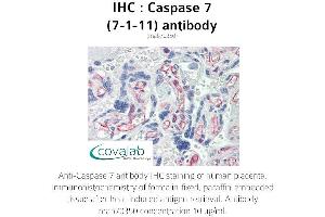 Image no. 2 for anti-Caspase 7, Apoptosis-Related Cysteine Peptidase (CASP7) (full length) antibody (ABIN1723260)