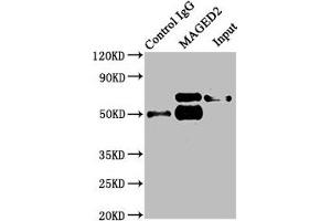 MAGED2 antibody  (AA 38-285)