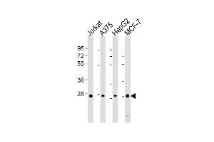 PSMB7 Antikörper  (AA 180-211)