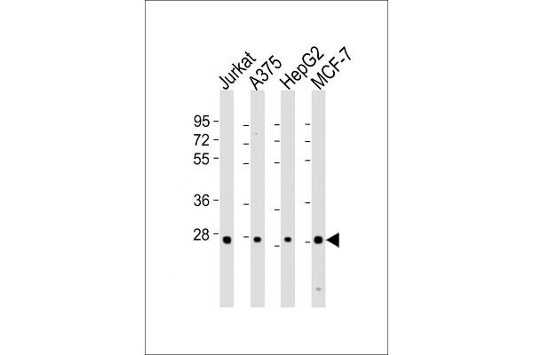 PSMB7 抗体  (AA 180-211)