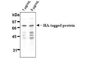 Western Blotting (WB) image for anti-HA-Tag antibody (ABIN2853621)
