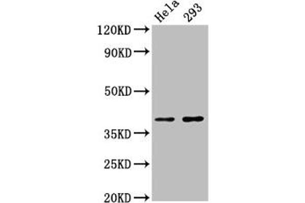 FOXH1 anticorps  (AA 153-269)