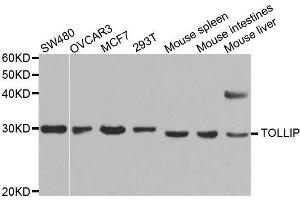 Image no. 4 for anti-Toll Interacting Protein (TOLLIP) antibody (ABIN3023652)