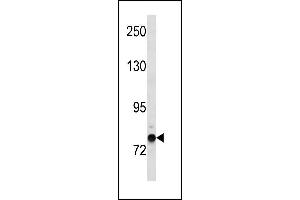 Image no. 1 for anti-Zinc Finger Protein 12 (ZNF12) (AA 102-128), (N-Term) antibody (ABIN1882014)